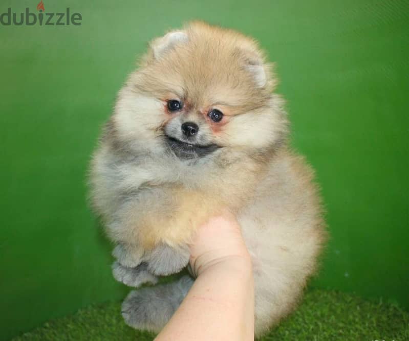 Mini Pomeranian imported from Russia 1