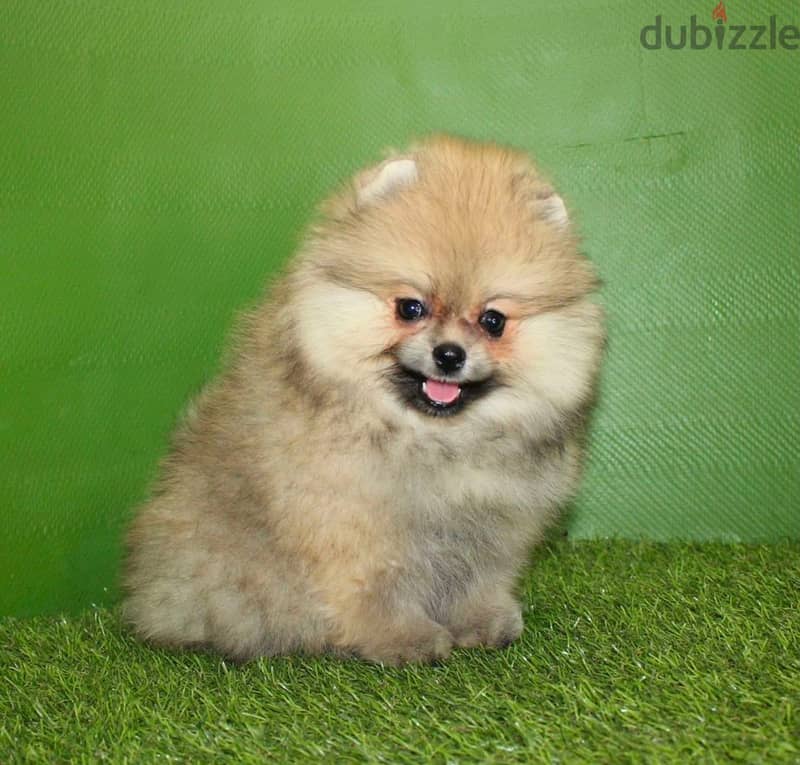 Mini Pomeranian imported from Russia 2