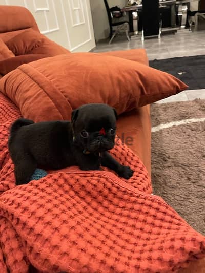 black and peage pug puppie