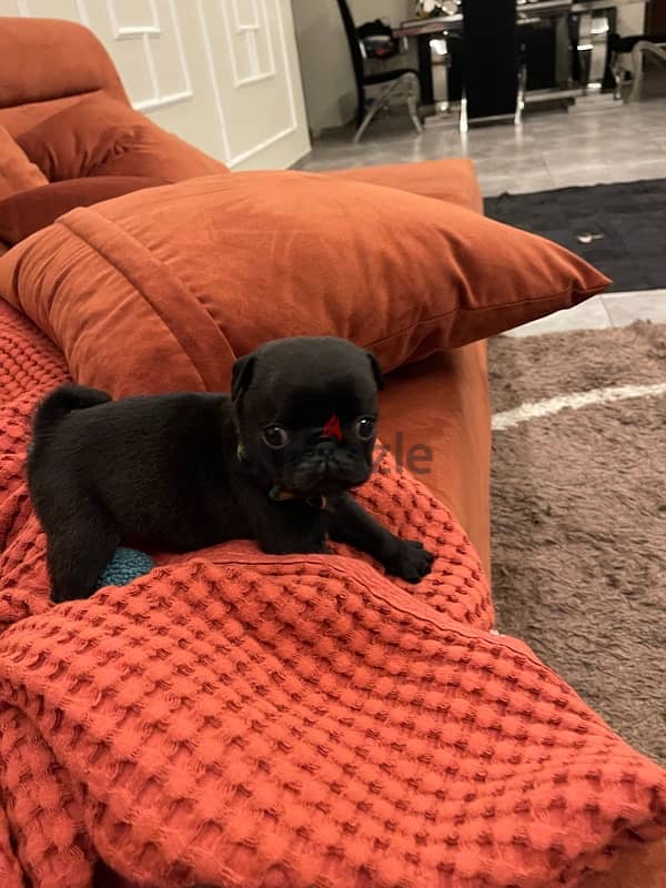 black and peage pug puppie 0