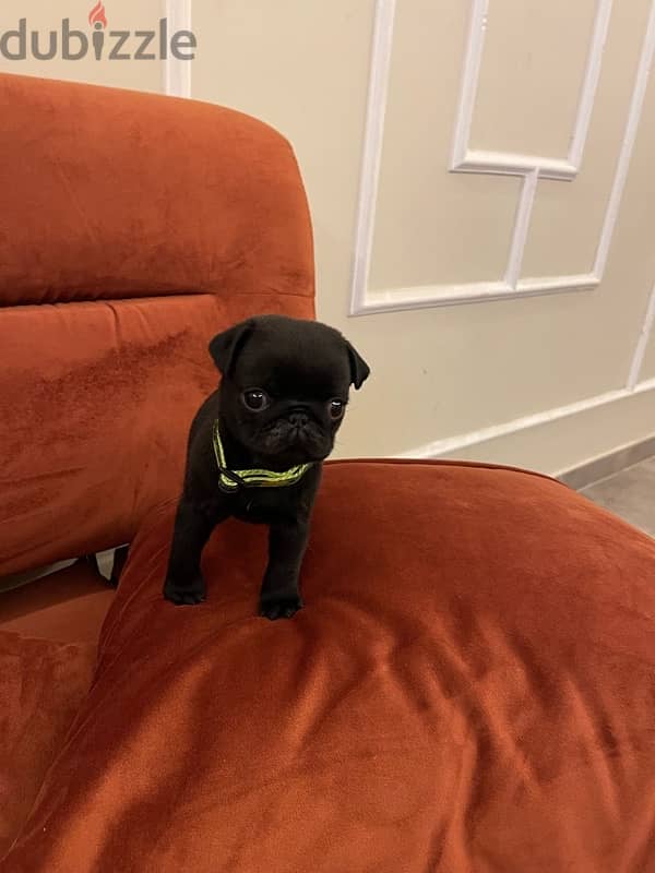 black and peage pug puppie 1