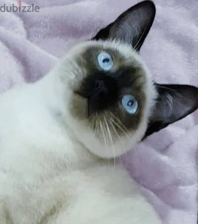 سيامي بيور سيامى siamese