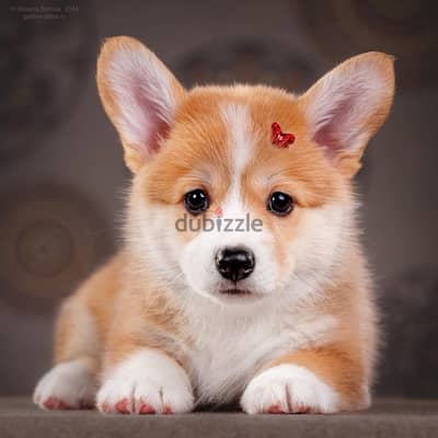 imported corgi puppies from best kennels in Russia