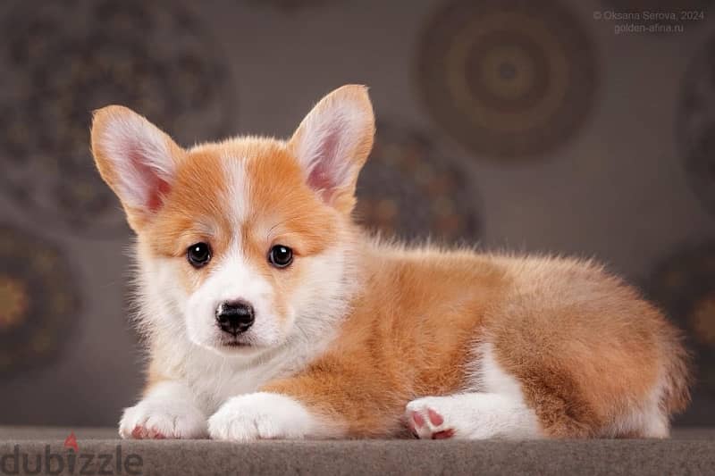 imported corgi puppies from best kennels in Russia 1