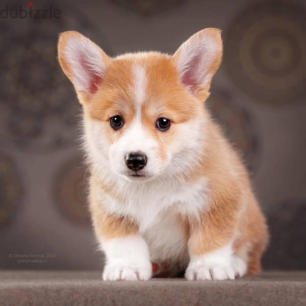 imported corgi puppies from best kennels in Russia 2