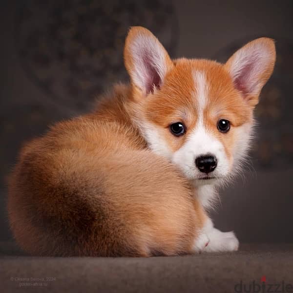 imported corgi puppies from best kennels in Russia 3