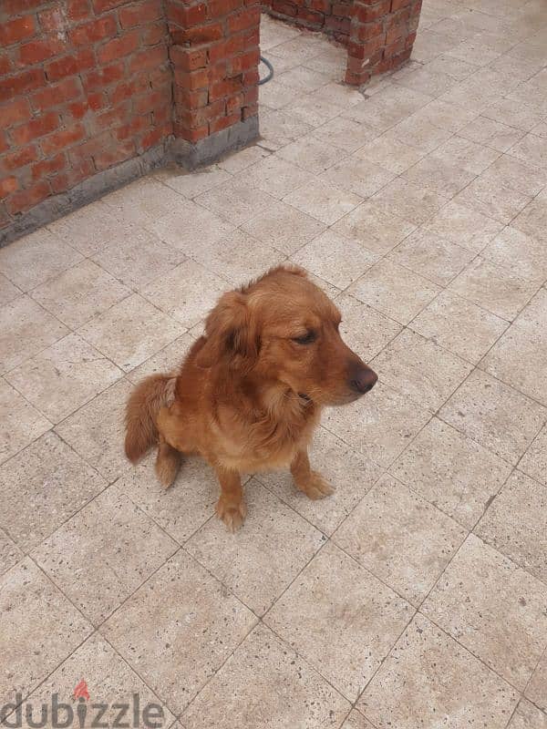 golden retriever pure 5