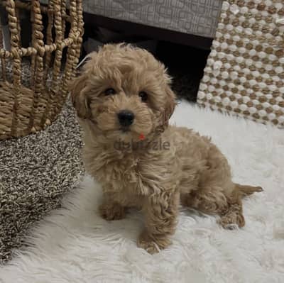 puppy Maltipoo