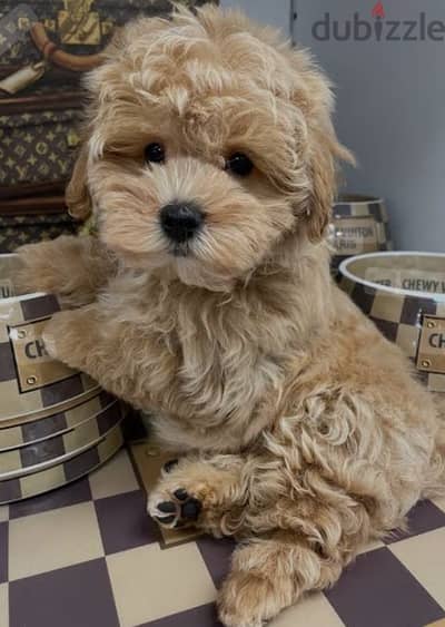 puppy Maltipoo