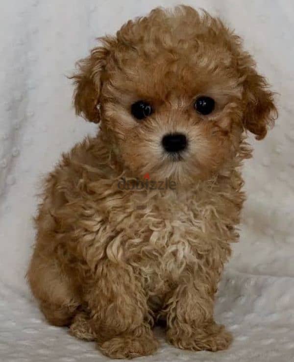 puppy Maltipoo 3