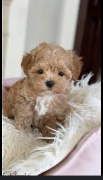 puppy Maltipoo