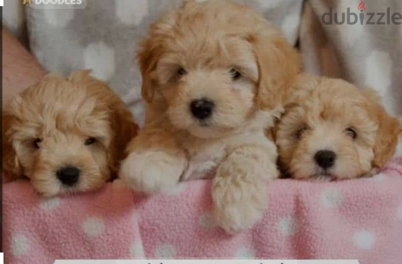 puppy Maltipoo 4