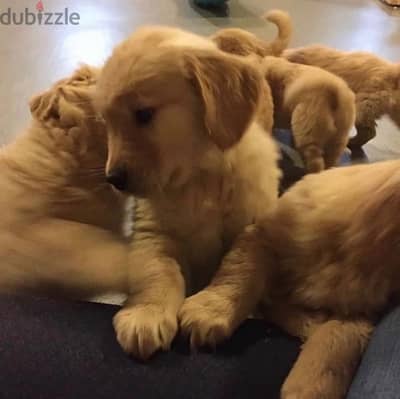 جراوي جولدن Golden Puppies