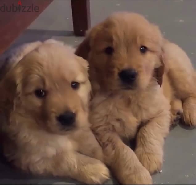 جراوي جولدن Golden Puppies 1