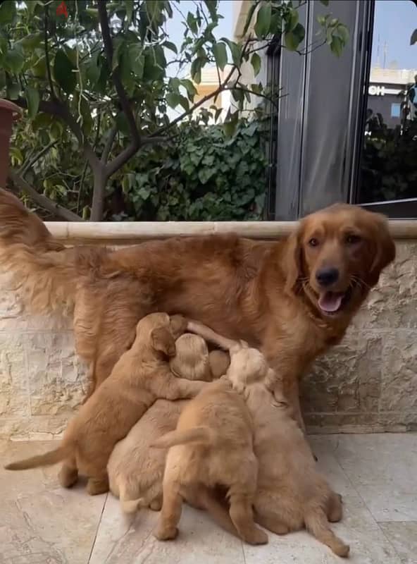 جراوي جولدن Golden Puppies 2