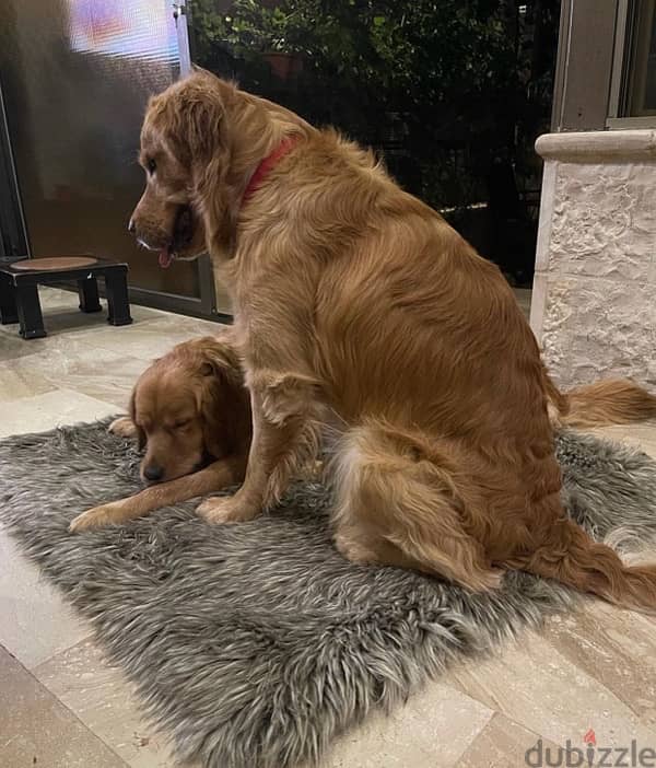 جراوي جولدن Golden Puppies 3