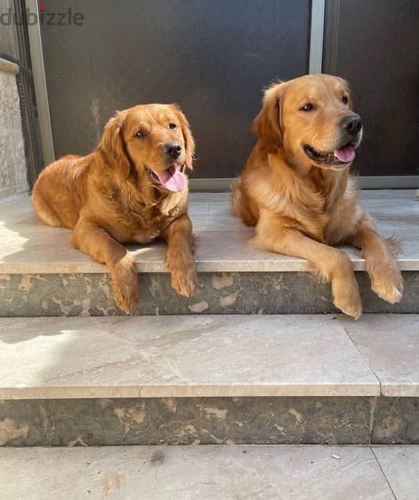 جراوي جولدن Golden Puppies 4