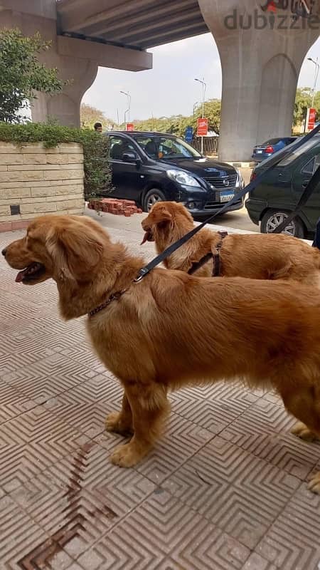 جراوي جولدن Golden Puppies 5