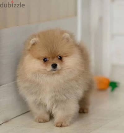 Mini Pomeranian Bear type boy from Russia