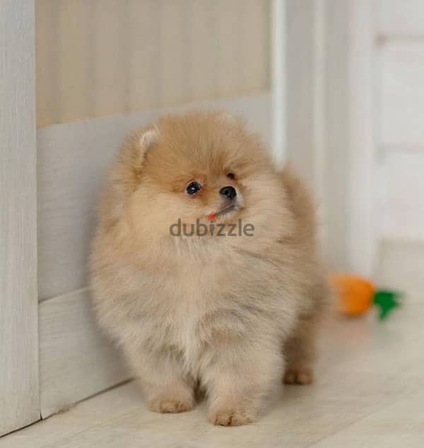 Mini Pomeranian Bear type boy from Russia 1