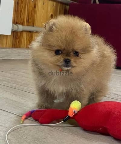 Mini Pomeranian handsome boy from Russia