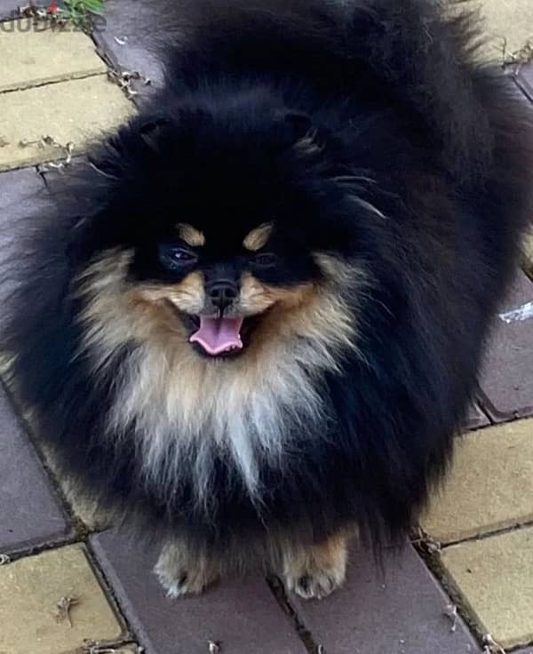 Mini Pomeranian handsome boy from Russia 1