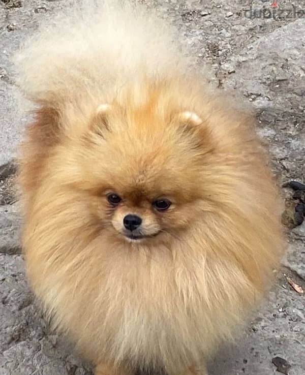 Mini Pomeranian handsome boy from Russia 2