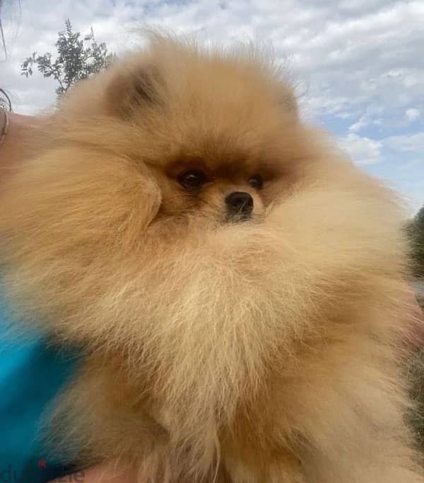 Mini Pomeranian handsome boy from Russia 3