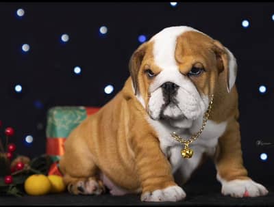 English Bulldog Puppy For Sale Red x White Color - FCI Pedigree