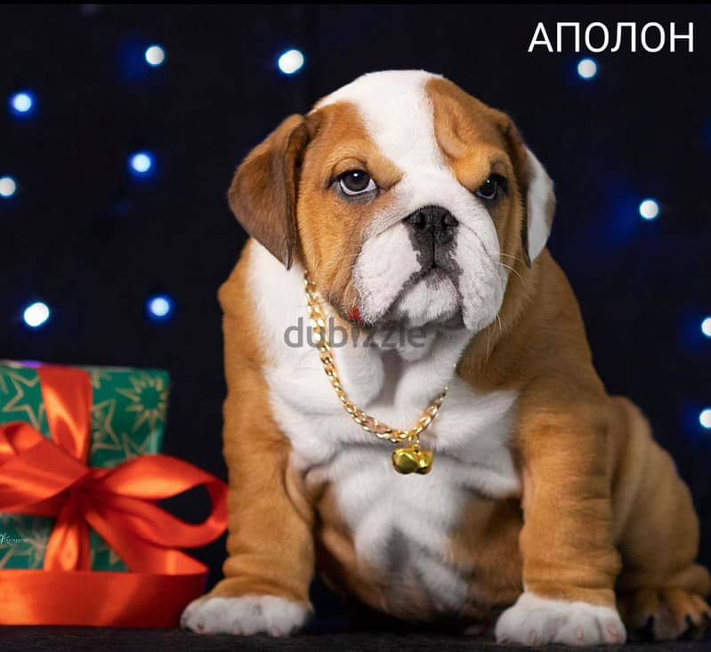 English Bulldog Puppy For Sale Red x White Color - FCI Pedigree 1