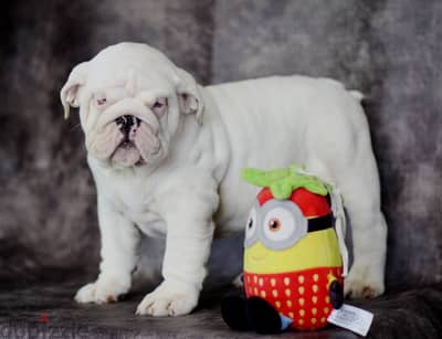 White English Bulldog Puppy For Sale From Europe