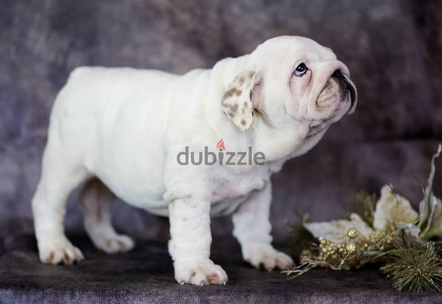 White English Bulldog Puppy For Sale From Europe 1