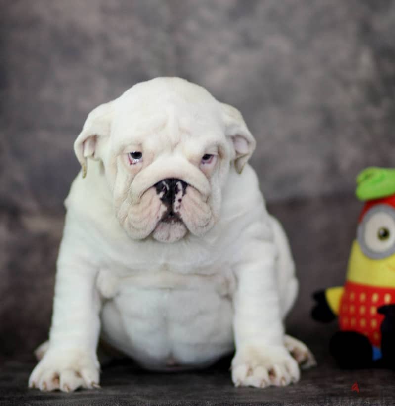 White English Bulldog Puppy For Sale From Europe 3