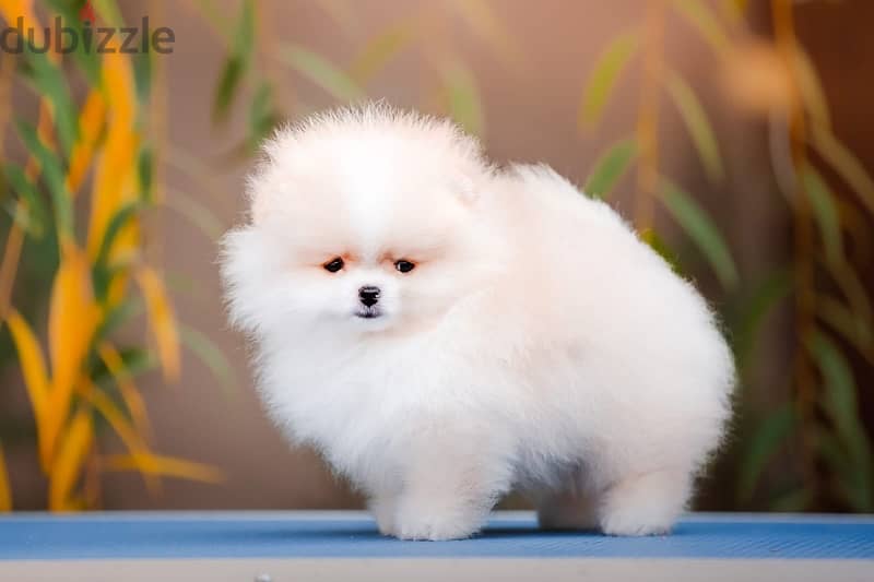 premium quality mini pomeranian puppies from best kennels in Russia 1