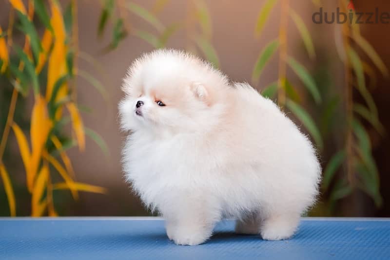 premium quality mini pomeranian puppies from best kennels in Russia 2