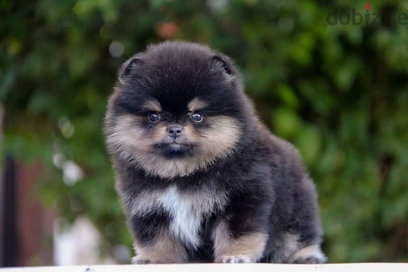 premium quality mini pomeranian puppies from best kennels in Russia 3