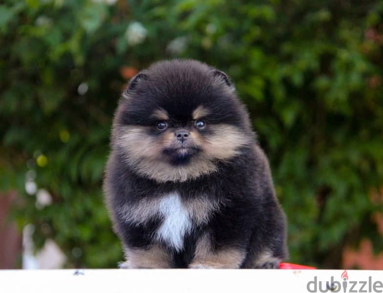 premium quality mini pomeranian puppies from best kennels in Russia 4