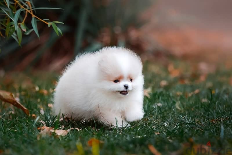 premium quality mini pomeranian puppies from best kennels in Russia 5