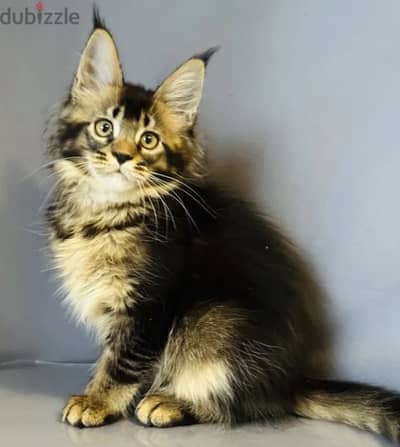 Maine Coon Kitten For Sale From Europe Top Quality