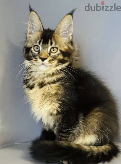 Maine Coon Kitten For Sale From Europe Top Quality 1