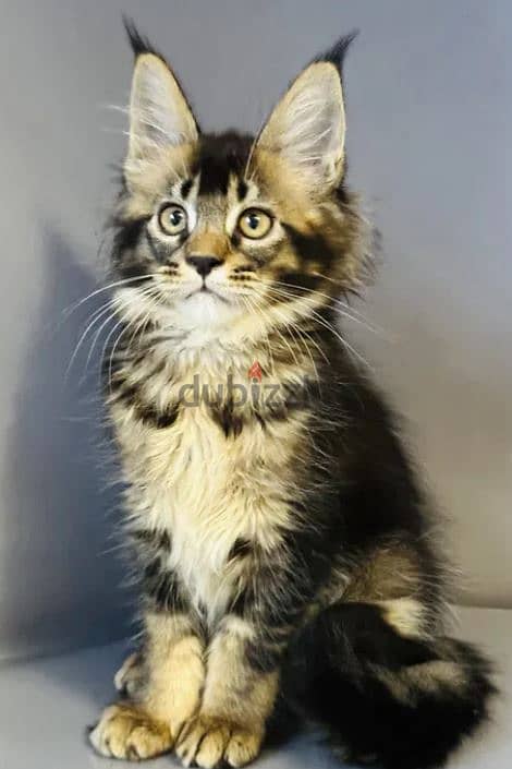 Maine Coon Kitten For Sale From Europe Top Quality 3