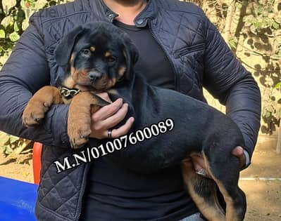 اقوي مستويات جراوي Rottweiler