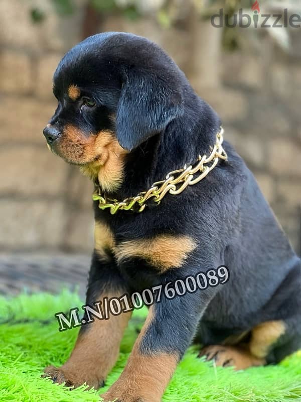 اقوي مستويات جراوي Rottweiler 1