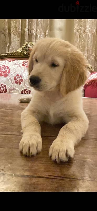 Male golden retriever 1