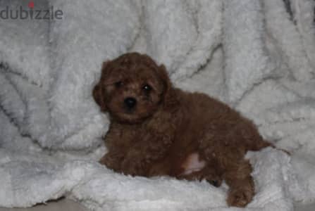 Cute Toy Poodle