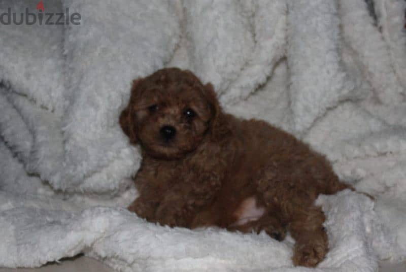 Cute Toy Poodle 0