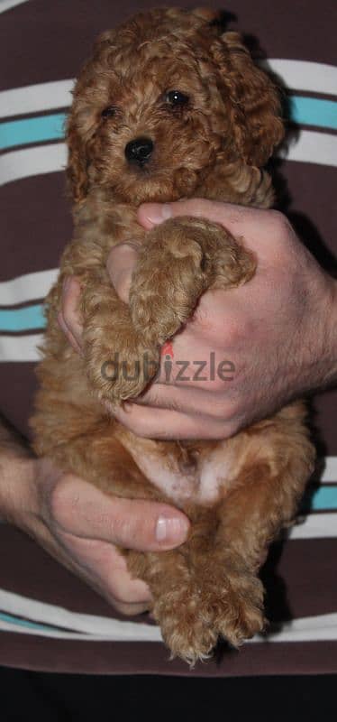 Cute Toy Poodle 3