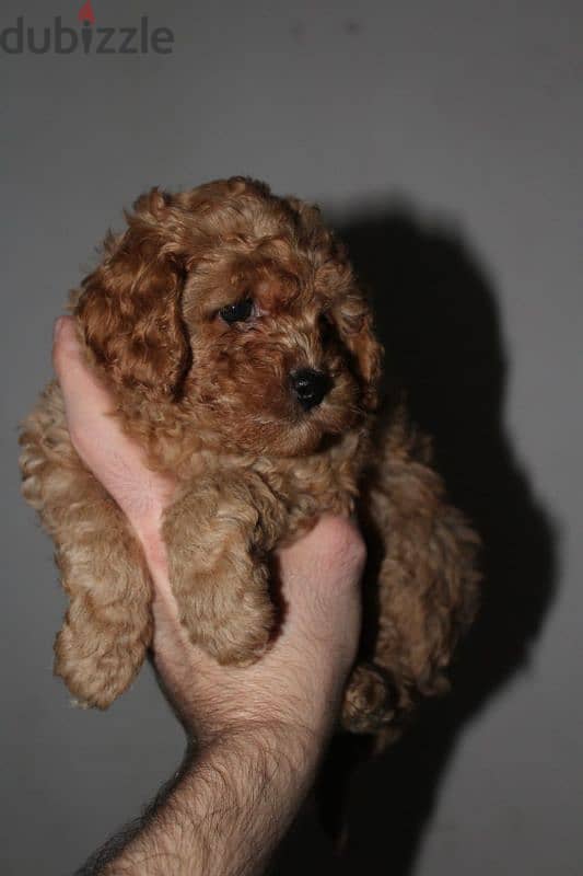 Cute Toy Poodle 5