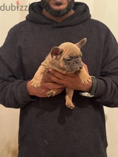 female french bulldog