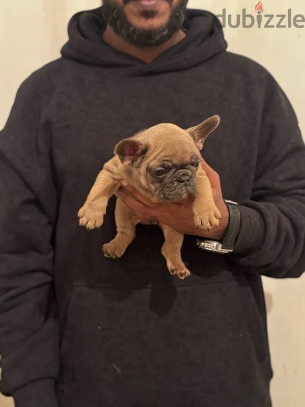 female french bulldog 1